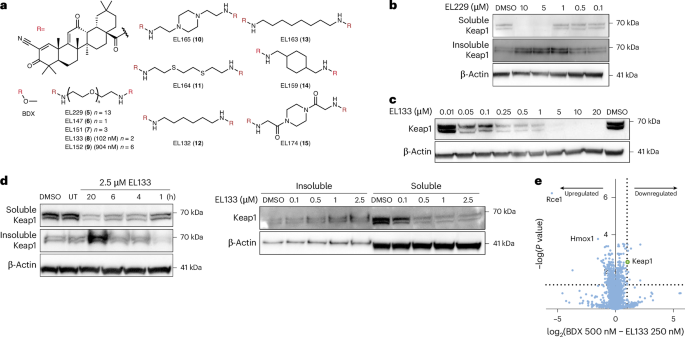 Fig. 2: Keap1 PINCHs precipitate Keap1 in cells.