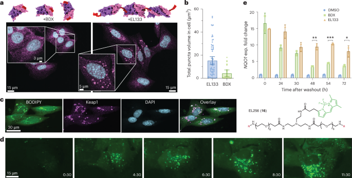Fig. 3: PINCHs drive target supramolecular assembly in cells and exhibit prolonged duration of action.