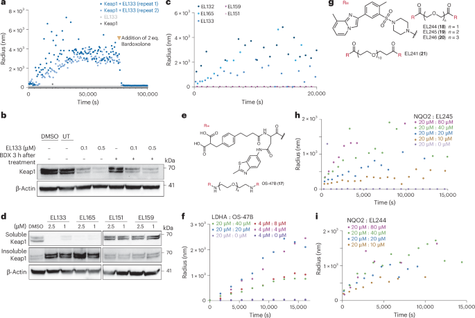 Fig. 4: PINCHs induce target polymerization in vitro.