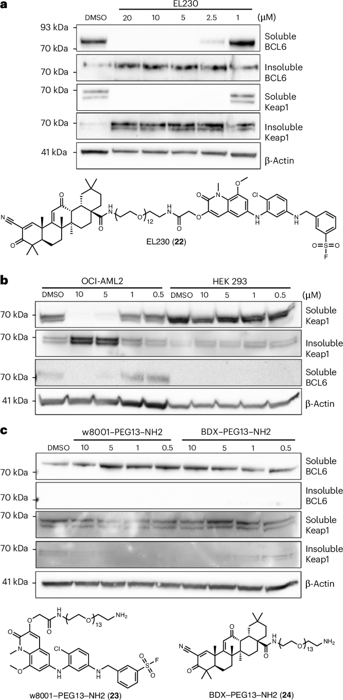 Fig. 5: Hetero-PINCHs can simultaneously coprecipitate two targets.