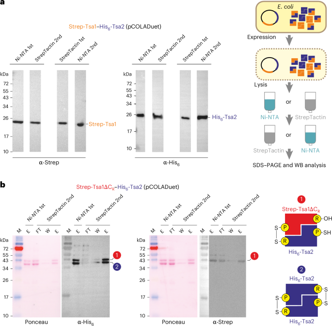 Fig. 1: Strep-Tsa1 and His6-Tsa2 form hetero-oligomers in E. coli.