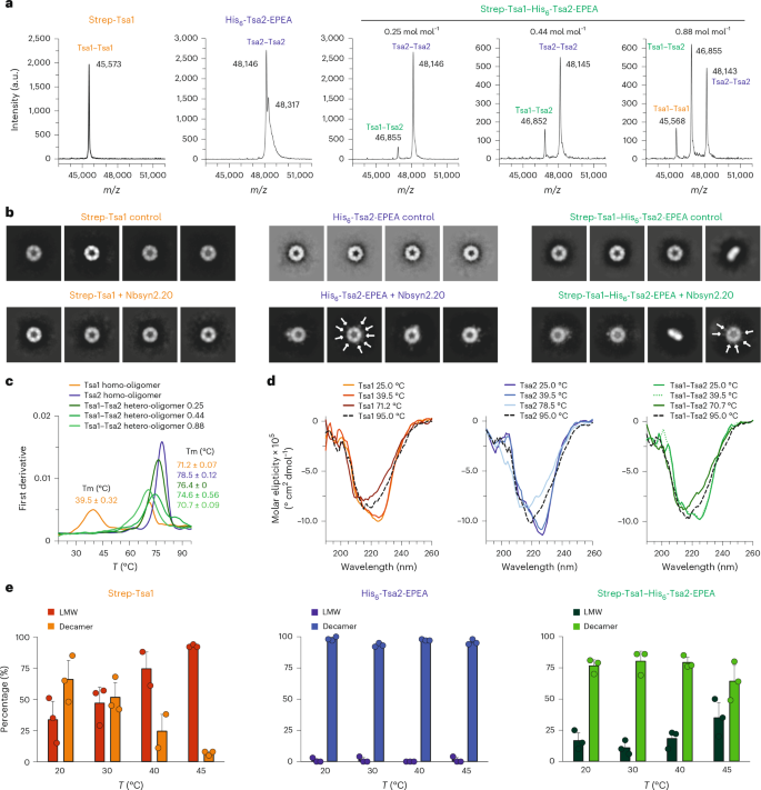 Fig. 2: Tsa1–Tsa2 hetero-oligomer formation stabilizes the decameric state.