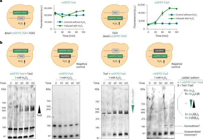 Fig. 3: Hetero-oligomerization is inducible in yeast and promotes decamer stabilization.