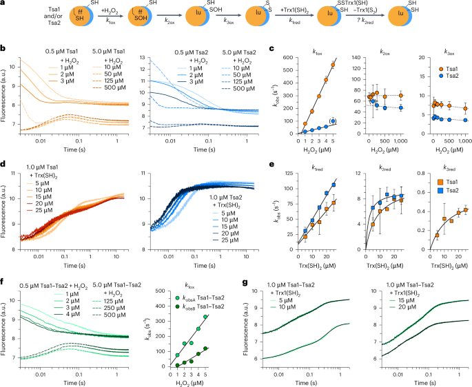 Fig. 4: Hetero-oligomers of recombinant Tsa1 and Tsa2 have similar enzyme kinetics as compared with their homo-oligomers.