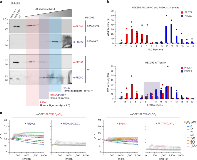 Fig. 5: Native human PRDX1 and PRDX2 form hetero-oligomers in HEK293 cells.