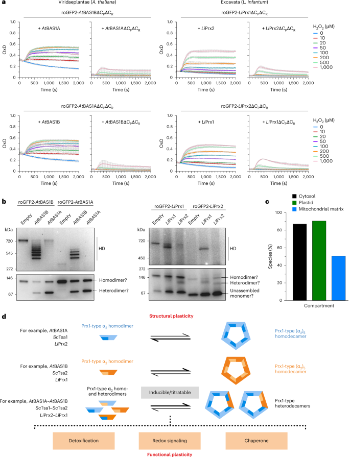 Fig. 6: Hetero-oligomerization is a common feature of eukaryotic peroxiredoxins.