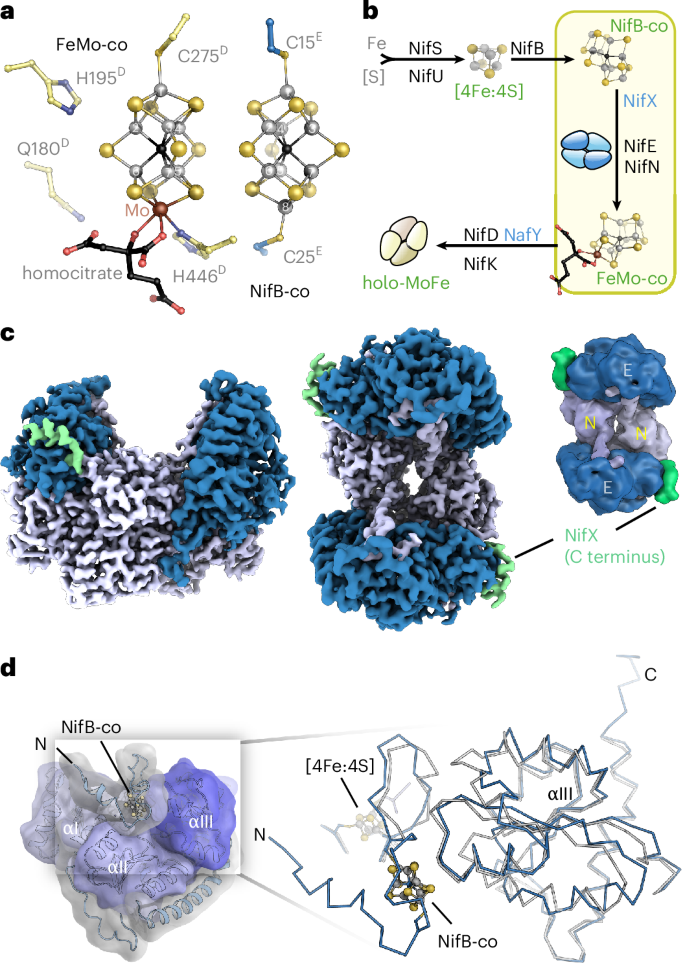 Fig. 1: The NifEN complex in FeMo-cofactor maturation.