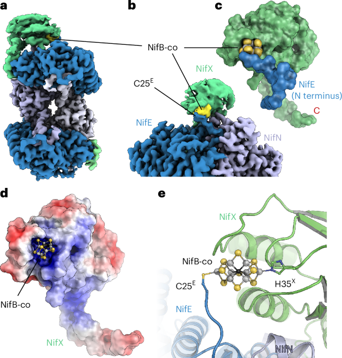Fig. 3: NifEN interaction with NifX and transfer of NifB-co.