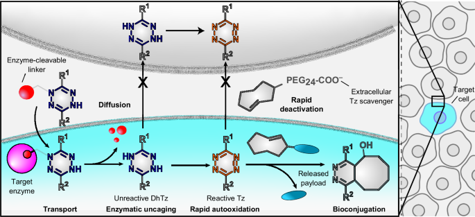 Achieving cell-type-specific bioorthogonal chemistry using enzyme-activated caged tetrazines