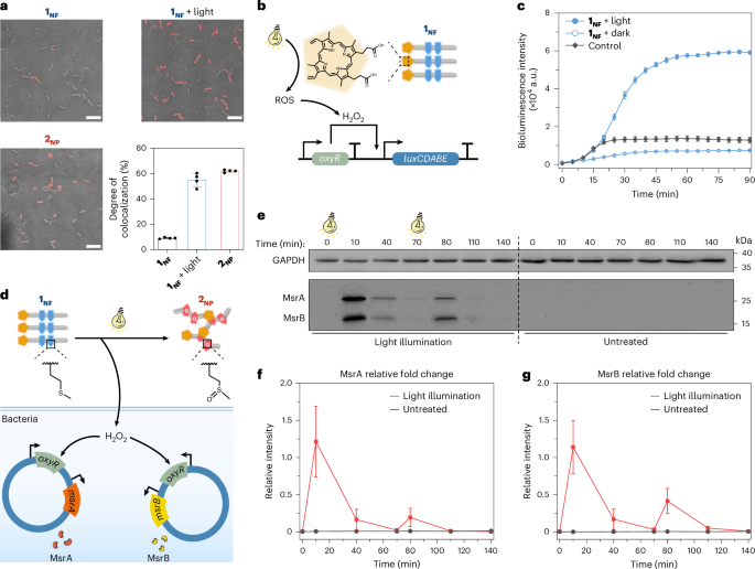 glutathione sam-e reaction to light A Selective Probe based on AIE Fluorogen and its Application in Enzymatic Activity Assay Glutathione Injection