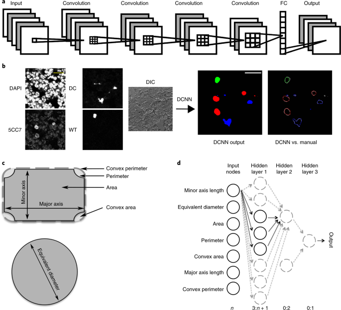 Quantifying in situ adaptive immune cell cognate interactions in humans |  Nature Immunology