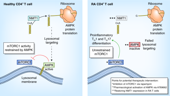 N Myristoylation Of Ampk Controls T Cell Inflammatory Function Nature Immunology