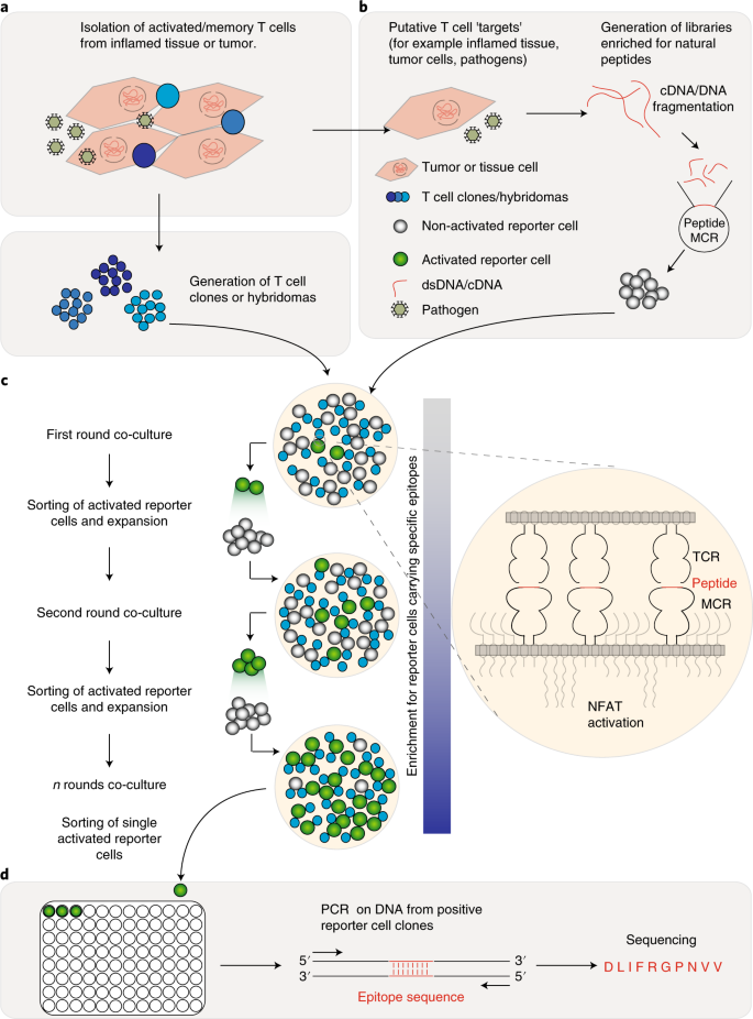 Novel engineered chimeric engulfment receptors trigger T cell effector  functions against SIV-infected CD4+ T cells: Molecular Therapy - Methods &  Clinical Development