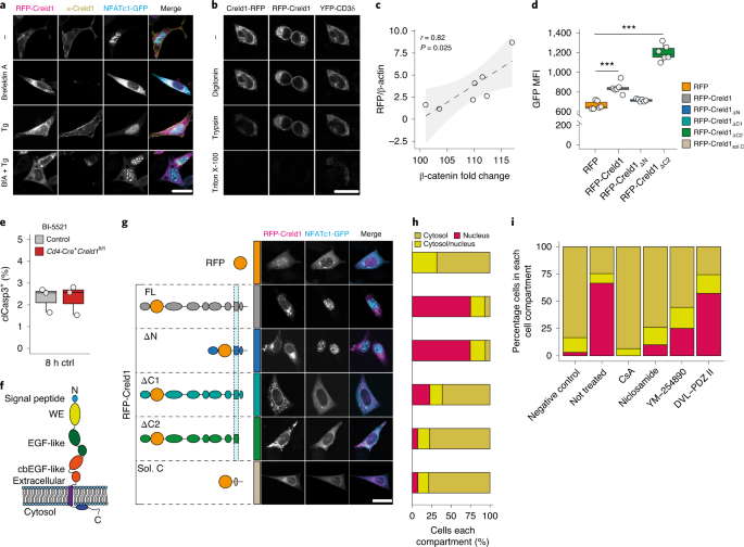 Creld1 Modulates Homeostasis Of The Immune System In Mice And Humans Nature Immunology