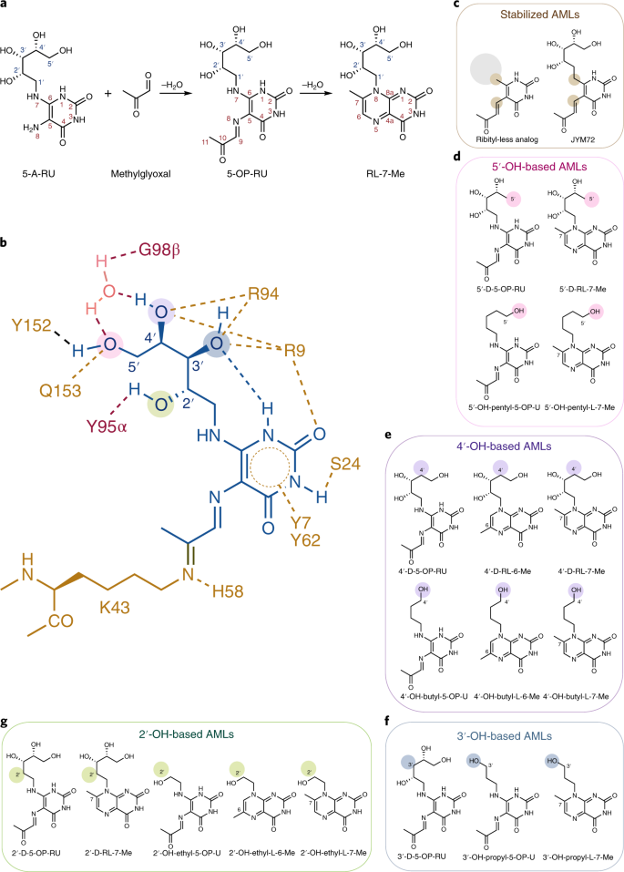 The Molecular Basis Underpinning The Potency And Specificity Of Mait Cell Antigens Nature Immunology