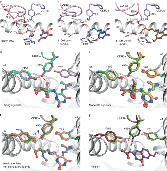 The Molecular Basis Underpinning The Potency And Specificity Of Mait Cell Antigens Nature Immunology