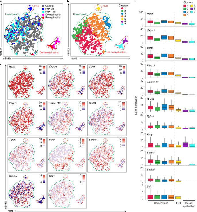 Novel Hexb Based Tools For Studying Microglia In The Cns Nature Immunology