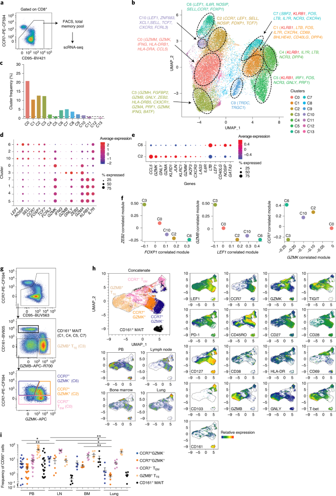 Two Subsets Of Stem Like Cd8 Memory T Cell Progenitors With Distinct Fate Commitments In Humans Nature Immunology