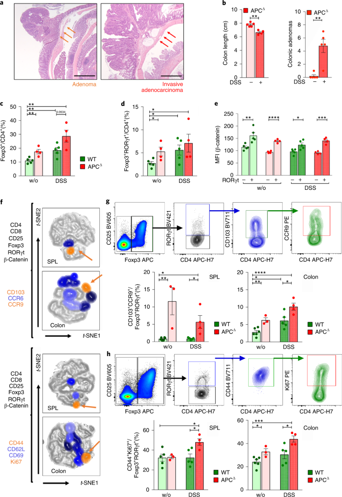 Wnt B Catenin Activation Epigenetically Reprograms T Reg Cells In Inflammatory Bowel Disease And Dysplastic Progression Nature Immunology