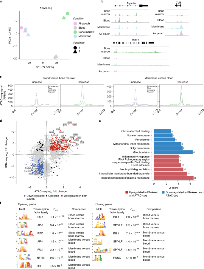 Distinct transcription factor networks control neutrophil-driven  inflammation | Nature Immunology