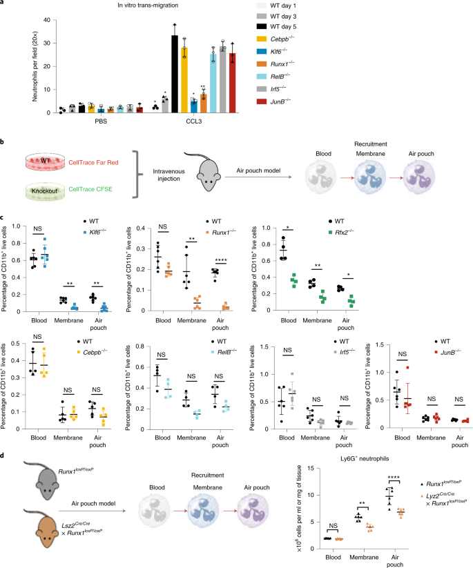 Distinct transcription factor networks control neutrophil-driven  inflammation | Nature Immunology