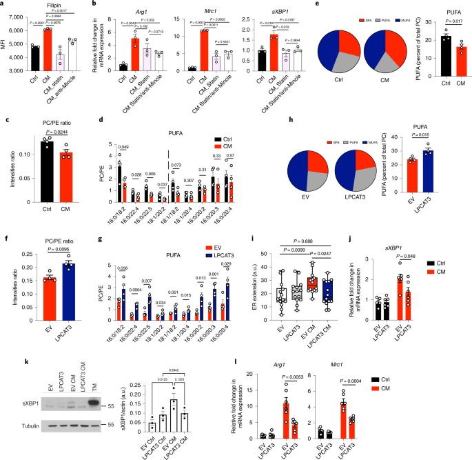 tumor induced reshuffling of lipid composition on the endoplasmic reticulum membrane sustains macrophage survival and pro tumorigenic activity nature immunology