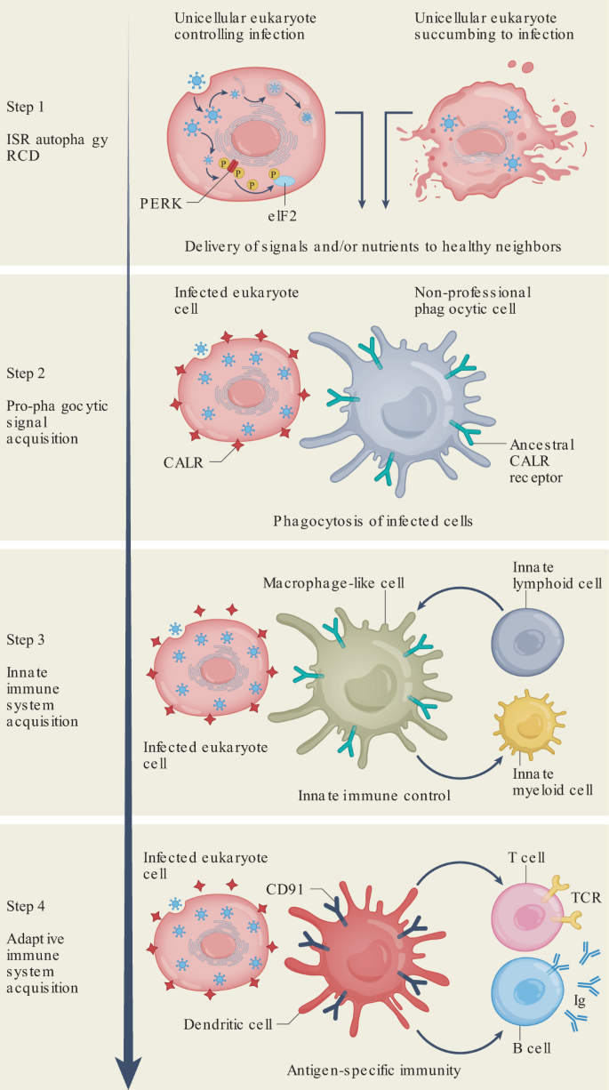 A Novel Immunogenic Cell Death Inducer Based on Bimetallic Ferrocene  Substituted Organotin Complexes - He - 2023 - ChemistrySelect - Wiley  Online Library