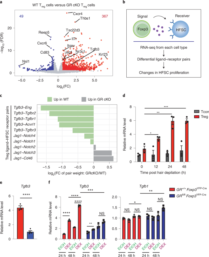 Glucocorticoid signaling and regulatory T cells cooperate to maintain the  hair-follicle stem-cell niche | Nature Immunology