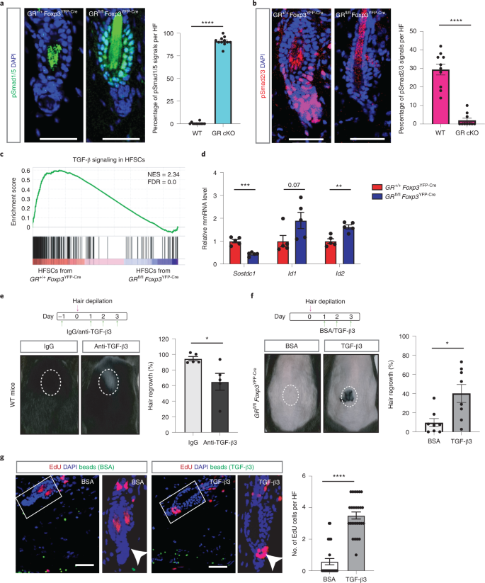 Glucocorticoid signaling and regulatory T cells cooperate to maintain the  hair-follicle stem-cell niche | Nature Immunology