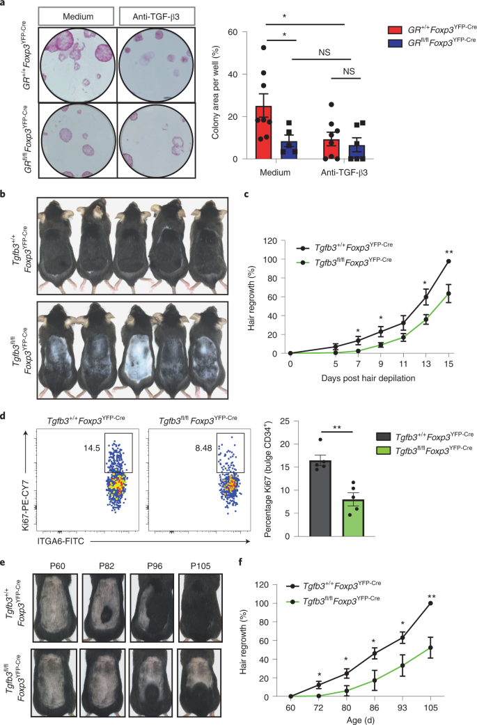 Glucocorticoid signaling and regulatory T cells cooperate to maintain the hair-follicle stem-cell niche | Nature Immunology Glucocorticoid signaling and regulatory T cells cooperate to maintain the hair-follicle stem-cell niche | Nature Immunology