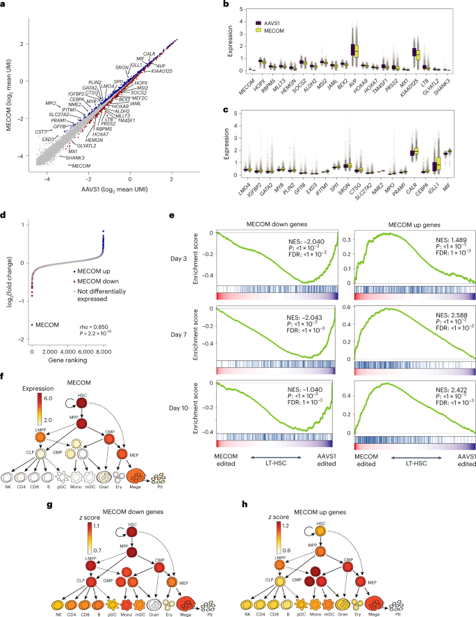 Fig. 3: Delineation of a MECOM regulatory network in LT-HSCs.