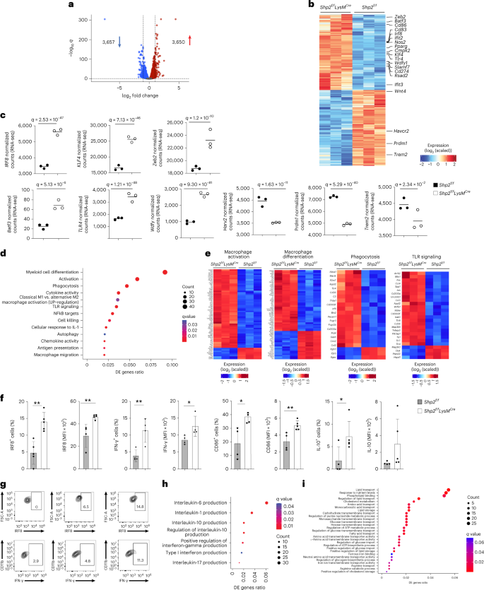 Fig. 5: SHP-2 deletion increases monocyte and DC specification gene transcripts and imprints an effector differentiation program in TAMs.