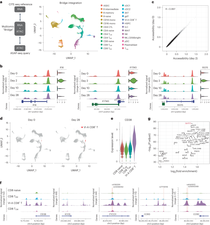 Fig. 2: Cell-type-specific chromatin accessibility dynamics in response to vaccination.