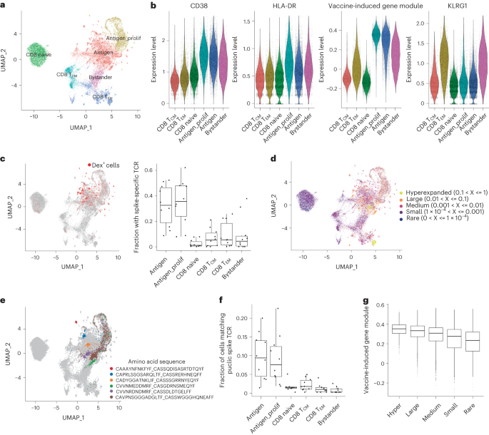 Fig. 3: Antigen-specific clonal expansion of vaccine-induced CD8+ T cells.