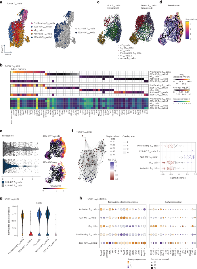 Fig. 5: IL-23 sensing by Treg cells initiates an eTreg cell program in the murine TME.