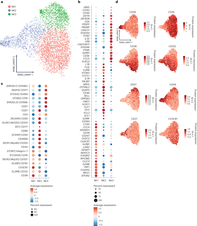 Fig. 1: CITE-seq analysis reveals three prominent subsets of peripheral blood NK cells in healthy individuals.