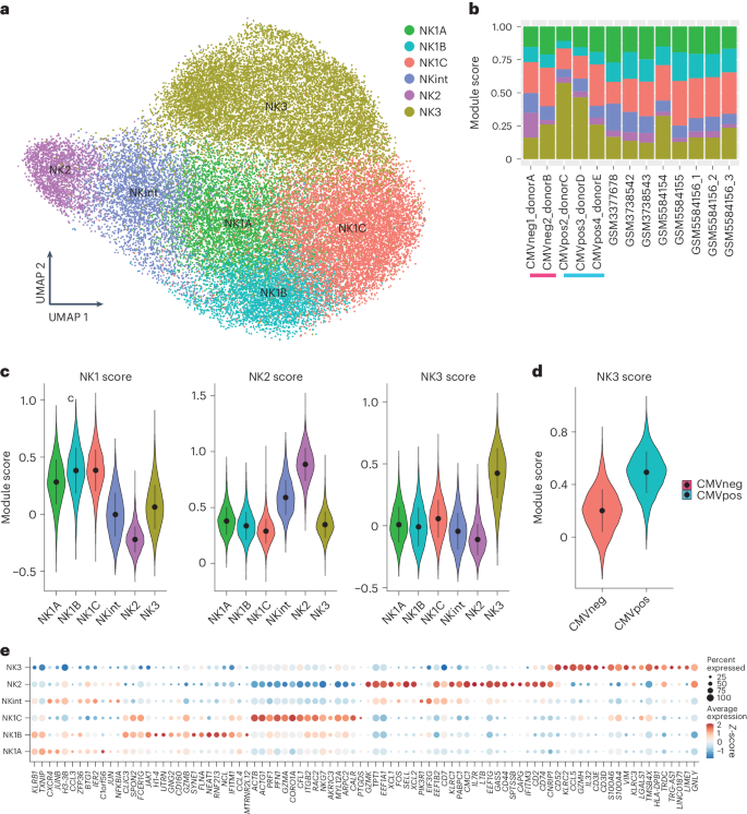 Fig. 2: The three most important NK cell populations can be subdivided into six subgroups.