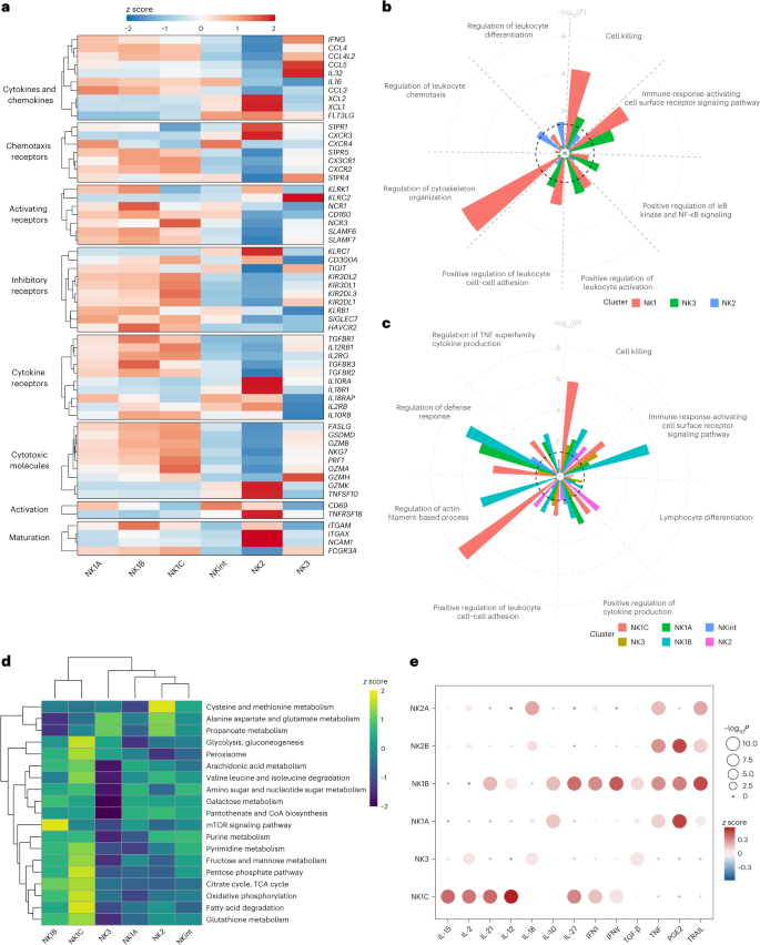 Fig. 3: Markers of interest, functions and metabolism characterizing NK cell populations.