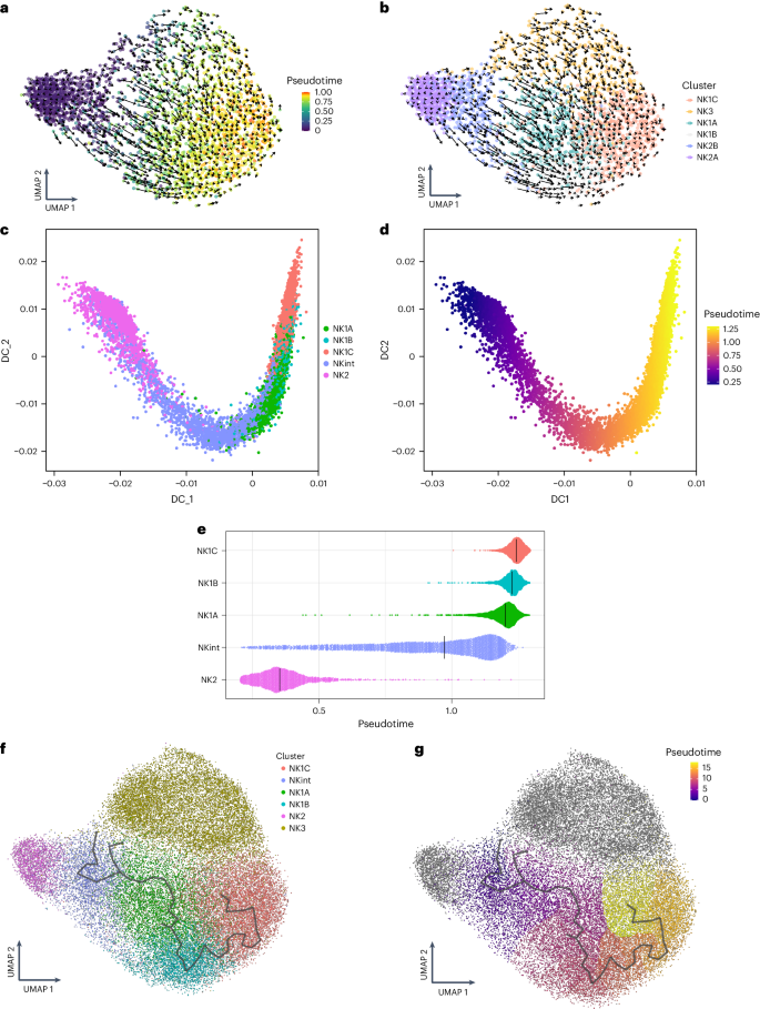 Fig. 4: Putative transcriptional trajectories connecting NK cell subpopulations.
