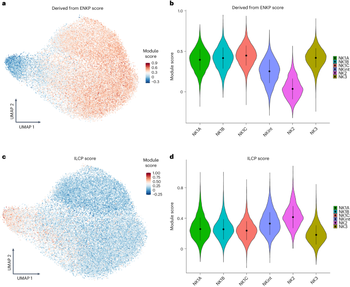 Fig. 5: Putative ontogeny of the main NK populations.