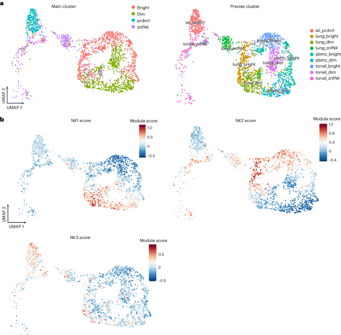 Fig. 6: Distribution of NK1, NK2 and NK3 cell subsets in tissues.