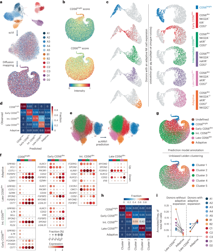 Fig. 1: NK cell differentiation at the transcriptional level.