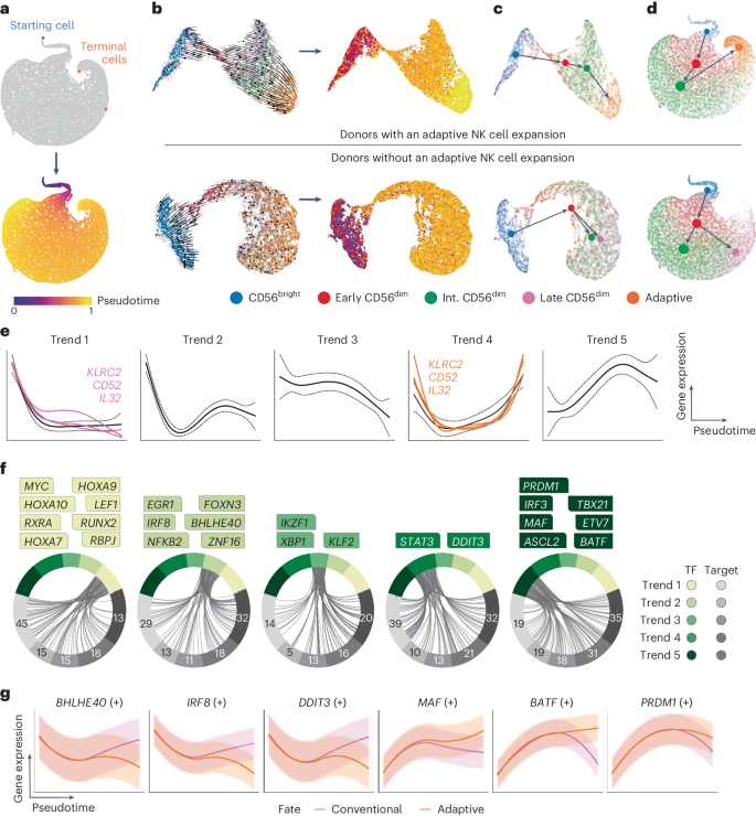 Fig. 2: GRNs defining conventional and adaptive NK cell fates.