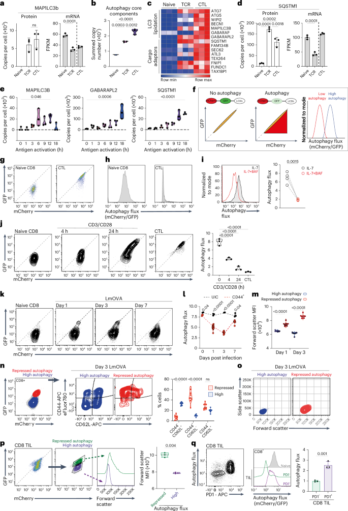 Fig. 1: Immune-activated T cells repress autophagy flux.