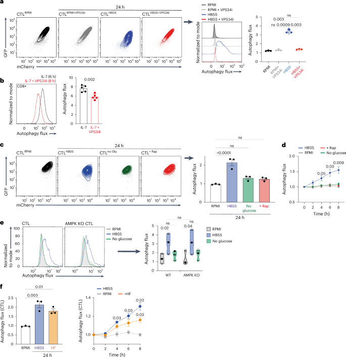 Fig. 4: VPS34-dependent and AMPK and mTORC1-independent autophagy in CD8 T cells.