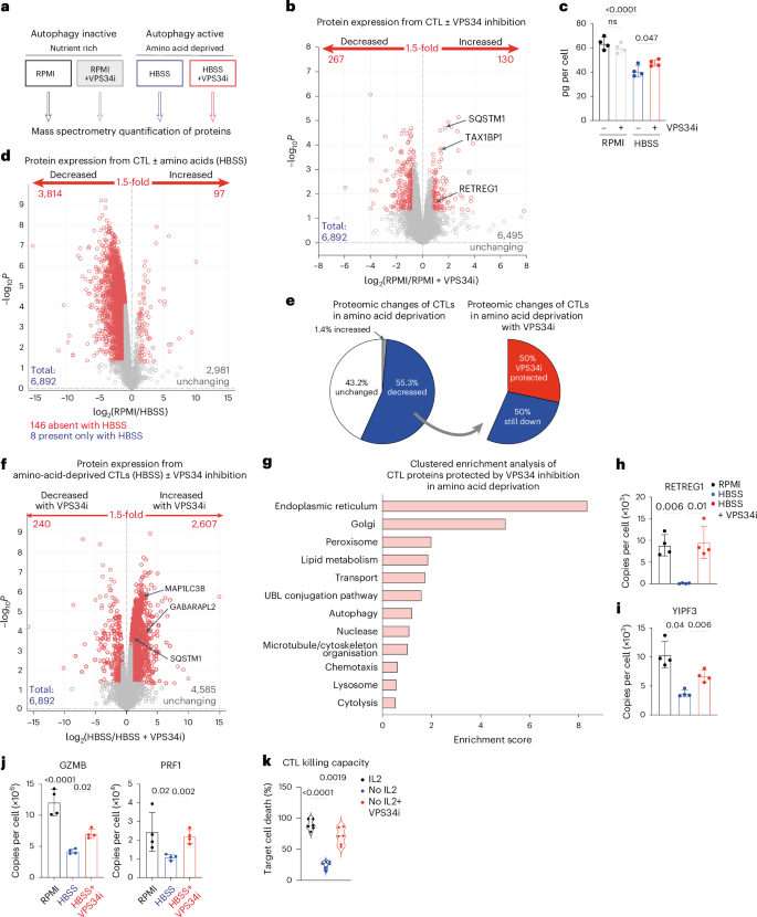Fig. 5: VPS34 controls autophagy/protein degradation in amino-acid-starved CTLs.