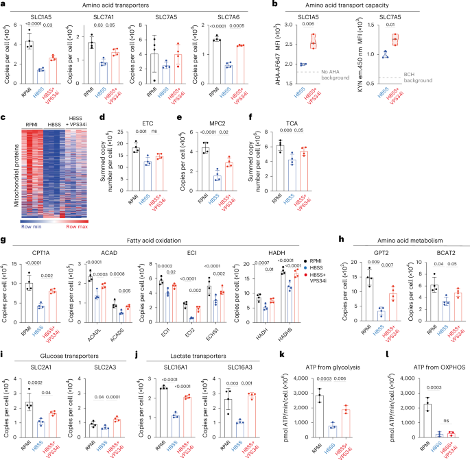Fig. 6: VPS34 controls metabolic remodeling in amino-acid-starved CTLs.