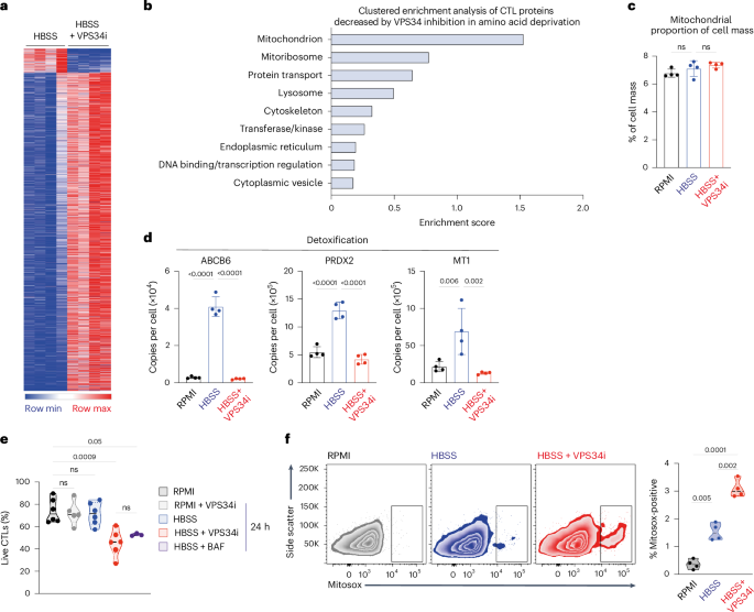 Fig. 7: Survival programs in amino-acid-starved CTLs depend on VPS34.