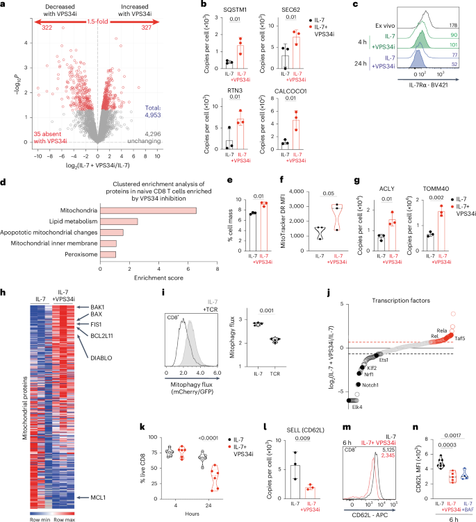 Fig. 8: VPS34 control of autophagy and protein degradation in naive CD8 T cells.