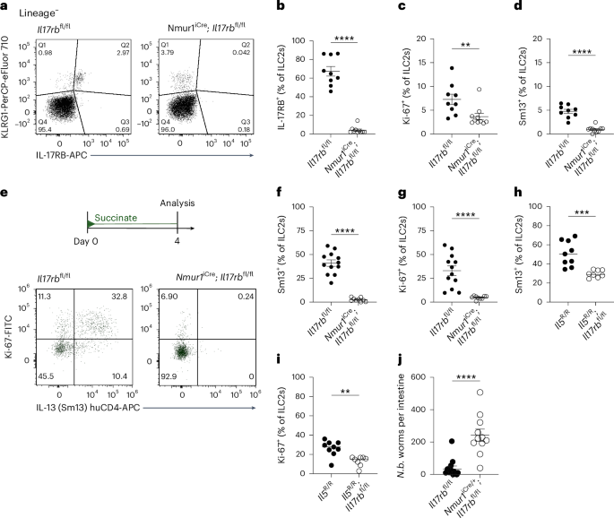 Fig. 1: Succinate-induced IL-25 activates ILC2s in an ILC2-intrinsic, IL-17RB-dependent manner.